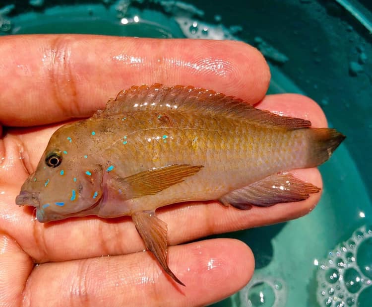 Spathodus marlieri 'Burundi'